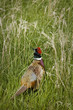 Ringed Neck Pheasant