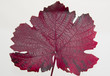 purpurrotes Weinblatt