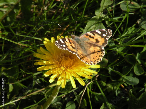 Photo: Papillon sur Pissenlit 01 Papillon sur Pissenlit 01