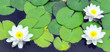 White water lilies