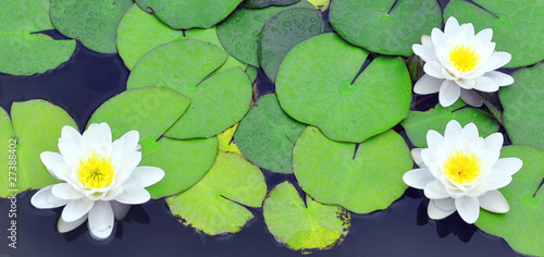 Photo: White water lilies White water lilies