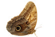 Boomerang Owl Butterfly Boomerang Owl Butterfly