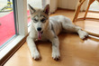 huskywelpe