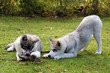sibirian husky welpen