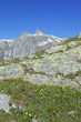 fleurs au sommet