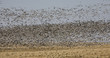 Snow Geese