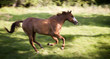 galloping horse, Equus ferus caballus