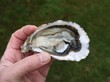 deguster une huitre deguster une huitre
