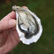 deguster des huitres