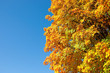 Buntes Blattwerk im Herbst