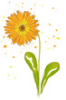 calendula