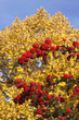 Baum im Herbst