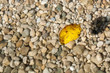 schwimmendes welkes Blatt