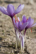 fiore di zafferano