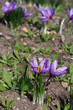 fiore di zafferano