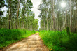 Dirt Road Dirt Road