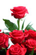 red rose