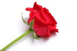 red rose