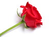 red rose
