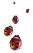 Coccinelles