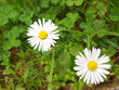 Daisies