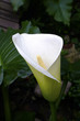 Arum