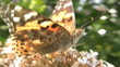 Butterfly on a flower Butterfly on a flower