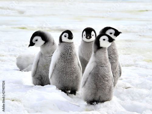 Photo: Emperor Penguin Emperor Penguin