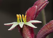 Australian native flower Kangaroo paw