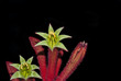 Australian native flower Kangaroo paw