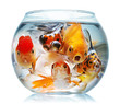 gold fish isolated on white gold fish isolated on white