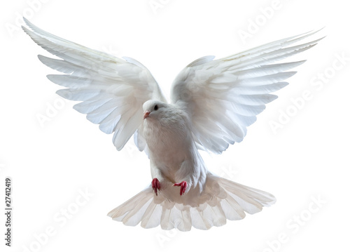 Foto: A free flying white dove isolated A free flying white dove isolated