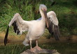 pélican blanc perché