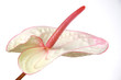 Anthurie, Flamingoblume