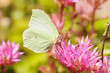 Yelow butterfly