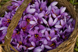 cesta piena di fiori di zafferano cesta piena di fiori di zafferano