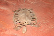Fossil Fossil