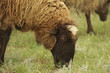 Sheeps on a meadow