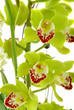 Beautiful orchid