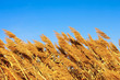 Tops dry plant cane on the background of blue sky