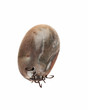 Big tick