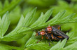 Omomiłek wiejski Cantharis pellucida