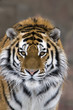 Photo: Tiger Tiger
