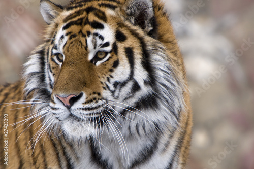 Photo: Siberian tiger Siberian tiger