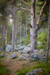 Northern coniferous wood on stony slope of mountain