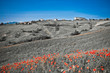 Typical Tuscan landscape Typical Tuscan landscape