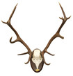 antlers of a huge stag, mounted on a wooden plate