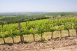 Typical Tuscan landscape Typical Tuscan landscape