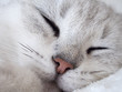 Weiße Katze