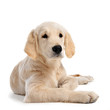 chiot golden retriever chiot golden retriever